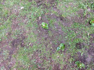 4 - Средно училище Отец Паисий, Куклен