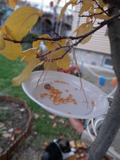 7 - Средно училище Отец Паисий, Куклен