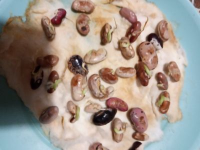 9 - Средно училище Отец Паисий, Куклен