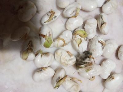 10 - Средно училище Отец Паисий, Куклен