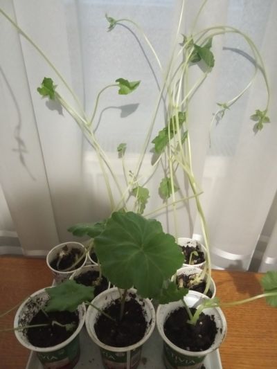 11 - Средно училище Отец Паисий, Куклен